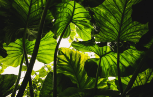 Cuida tus plantas con estas apps gratuitas