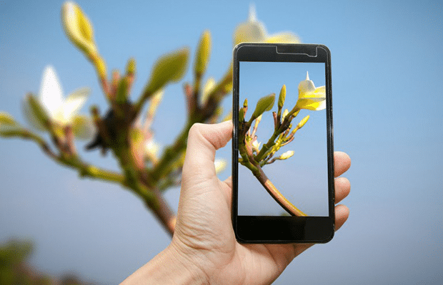Jardín vibrante con nuestra app especializada