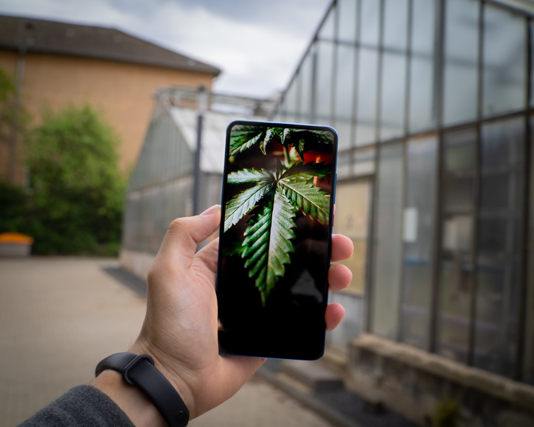Aplicación para identificar tipos de plantas con precisión